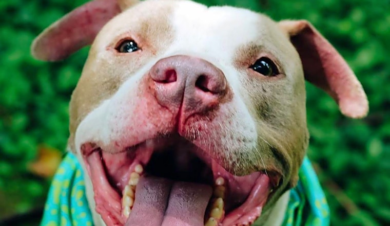 Looking to adopt a pet? Here are 7 lovable pups to adopt now in Louisville