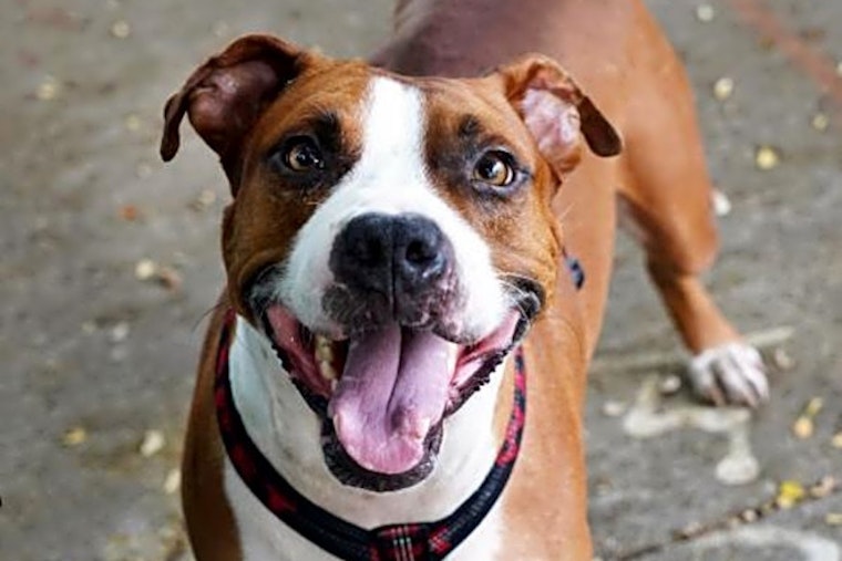 These Miami-based pups are up for adoption and in need of a good home