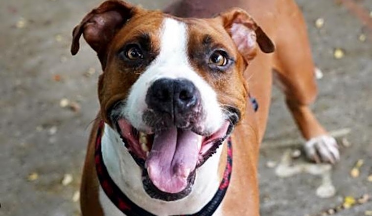 These Miami-based pups are up for adoption and in need of a good home