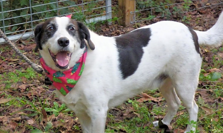 These Jacksonville-based doggies are up for adoption and in need of a good home