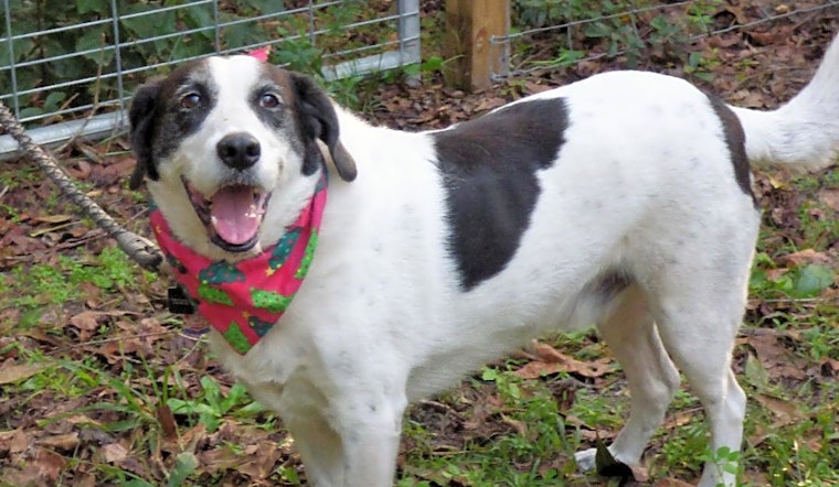 These Jacksonville-based doggies are up for adoption and in need of a good home
