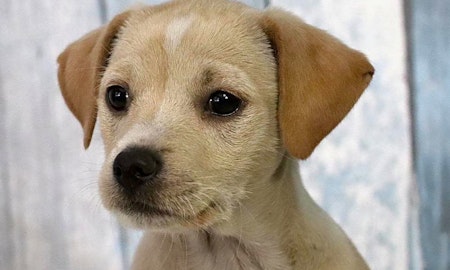 Cuddly canines to adopt now in Washington