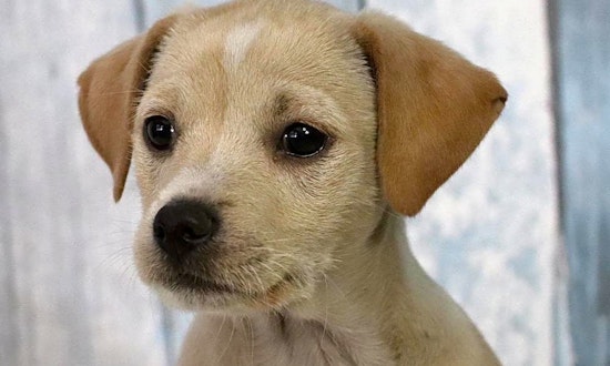 Cuddly canines to adopt now in Washington