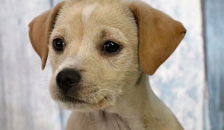 Cuddly canines to adopt now in Washington