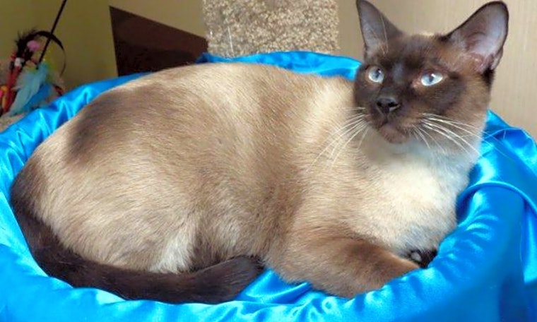 6 furry felines to adopt now in St. Louis