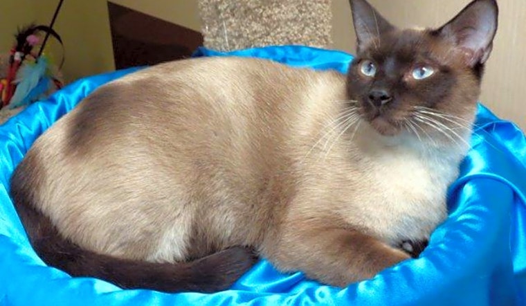 6 furry felines to adopt now in St. Louis