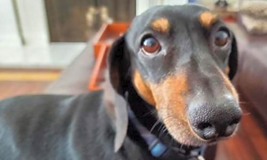 These Los Angeles-based canines are up for adoption and in need of a good home