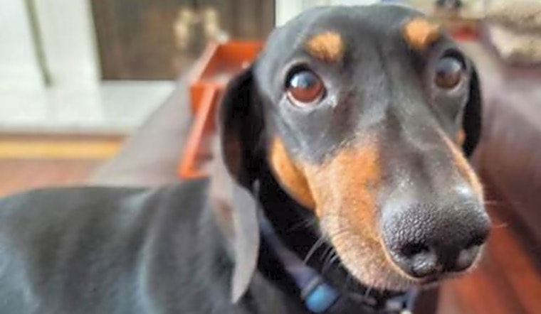 These Los Angeles-based canines are up for adoption and in need of a good home