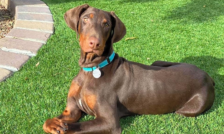 7 perfect puppies to adopt now in Phoenix
