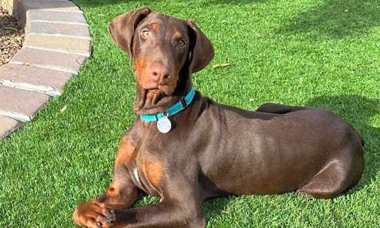 7 perfect puppies to adopt now in Phoenix