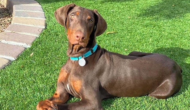 7 perfect puppies to adopt now in Phoenix
