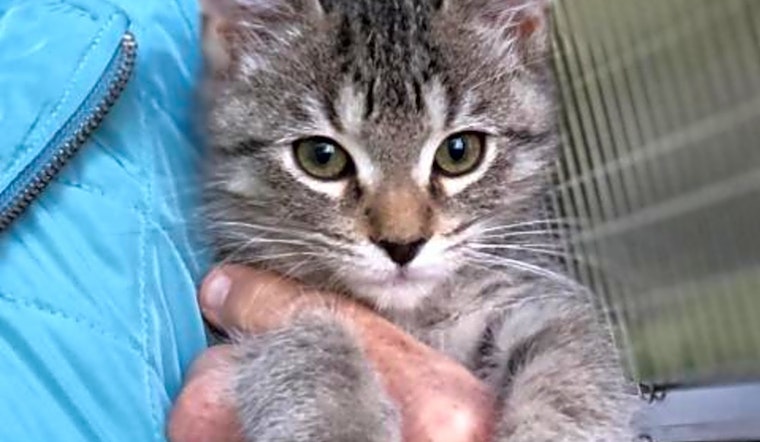 5 cuddly kittens to adopt now in Fresno