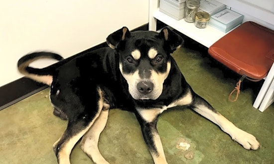 These Houston-based canines are up for adoption and in need of a good home