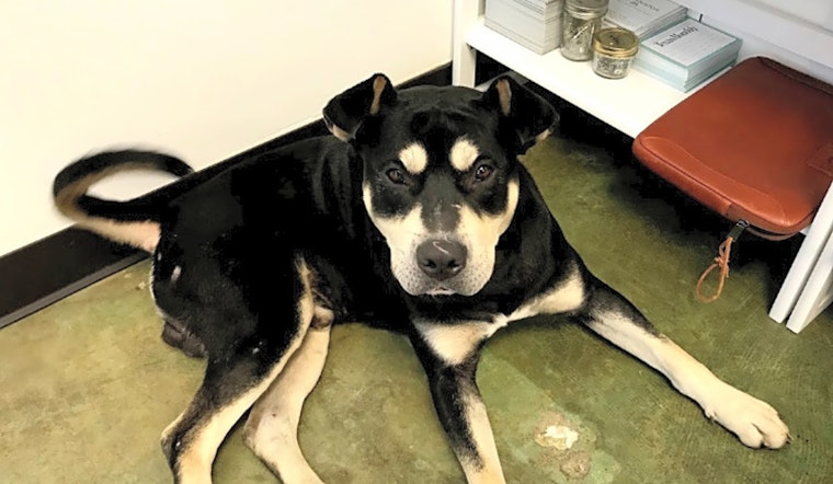 These Houston-based canines are up for adoption and in need of a good home