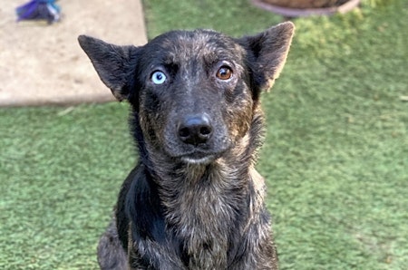 3 lovable pups to adopt now in Bakersfield