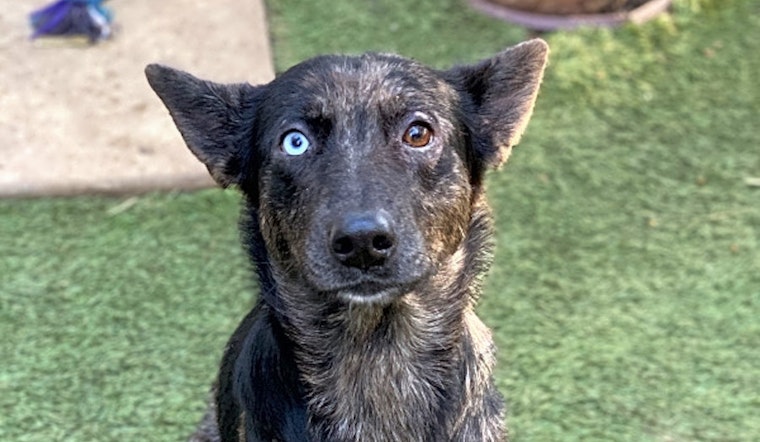 3 lovable pups to adopt now in Bakersfield
