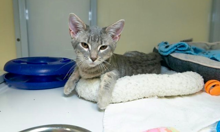 These Raleigh-based kittens are up for adoption and in need of a good home