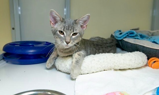 These Raleigh-based kittens are up for adoption and in need of a good home