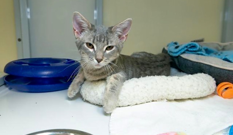 These Raleigh-based kittens are up for adoption and in need of a good home