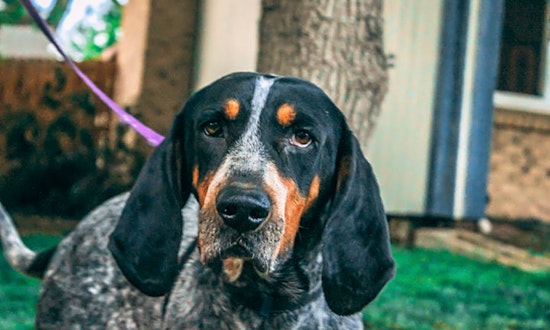 These Aurora-based doggies are up for adoption and in need of a good home