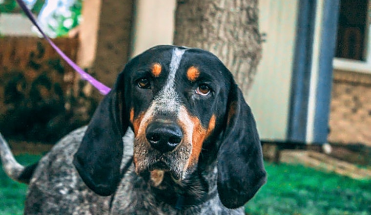 These Aurora-based doggies are up for adoption and in need of a good home