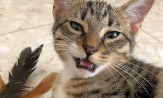 These Fort Worth-based kittens are up for adoption and in need of good homes