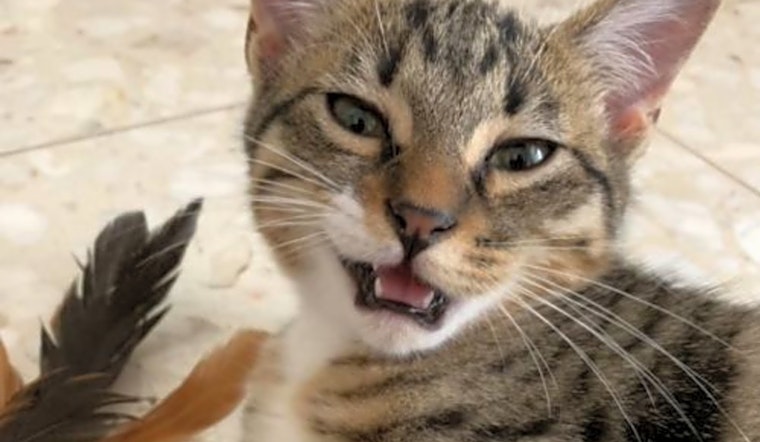 These Fort Worth-based kittens are up for adoption and in need of good homes
