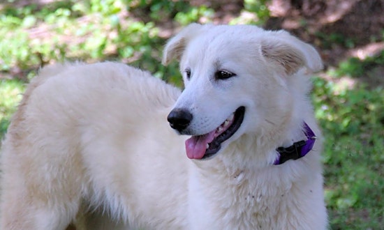These Indianapolis-based puppies are up for adoption and in need of a good home