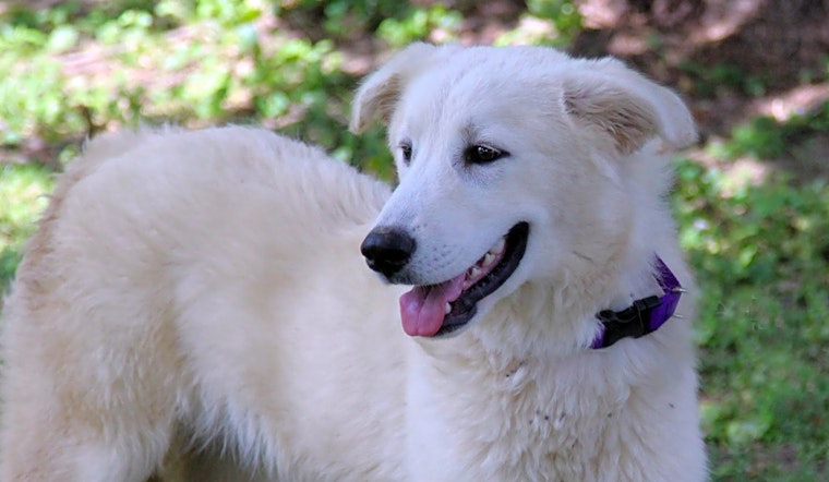 These Indianapolis-based puppies are up for adoption and in need of a good home