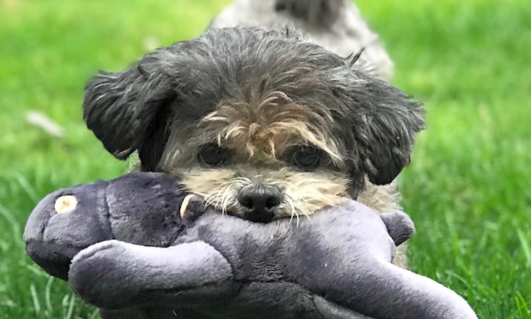 6 lovable pups to adopt now in Seattle