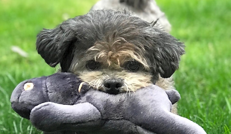 6 lovable pups to adopt now in Seattle