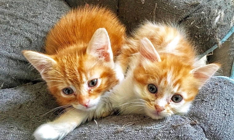 3 cute-as-can-be kittens to adopt now in Anaheim