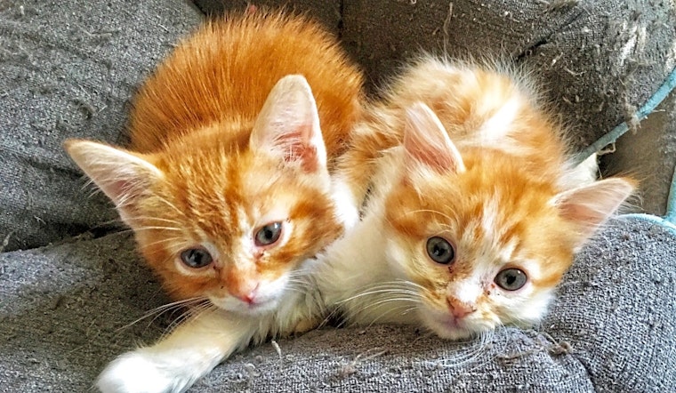 3 cute-as-can-be kittens to adopt now in Anaheim