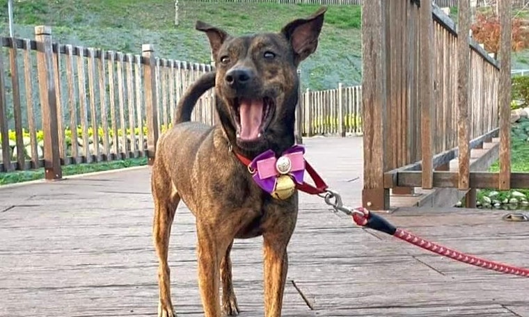 Want to adopt a pet? Here are 4 cuddly canines to adopt now in Sunnyvale