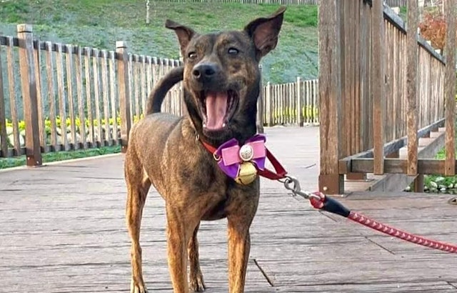 Want to adopt a pet? Here are 4 cuddly canines to adopt now in Sunnyvale