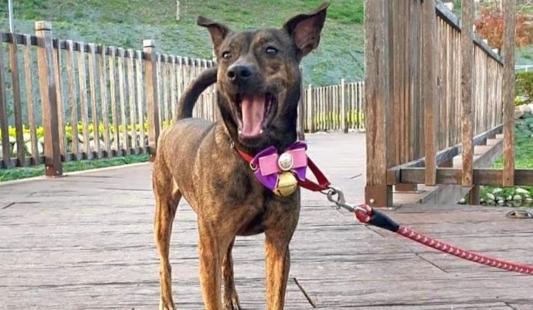 Want to adopt a pet? Here are 4 cuddly canines to adopt now in Sunnyvale