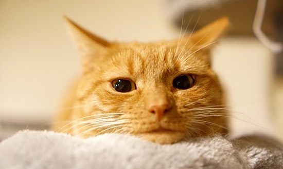 6 cute kitties to adopt now in Charlotte