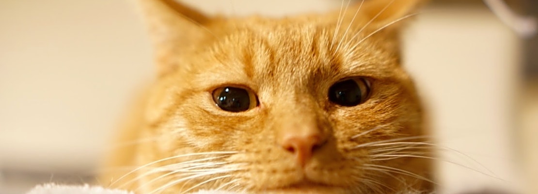 6 cute kitties to adopt now in Charlotte