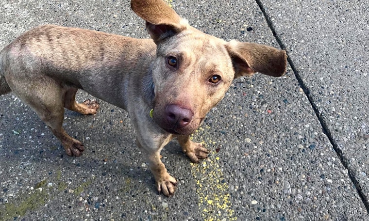 Looking to adopt a pet? Here are 3 cuddly canines to adopt now in Jersey City