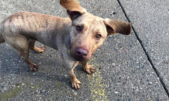 Looking to adopt a pet? Here are 3 cuddly canines to adopt now in Jersey City