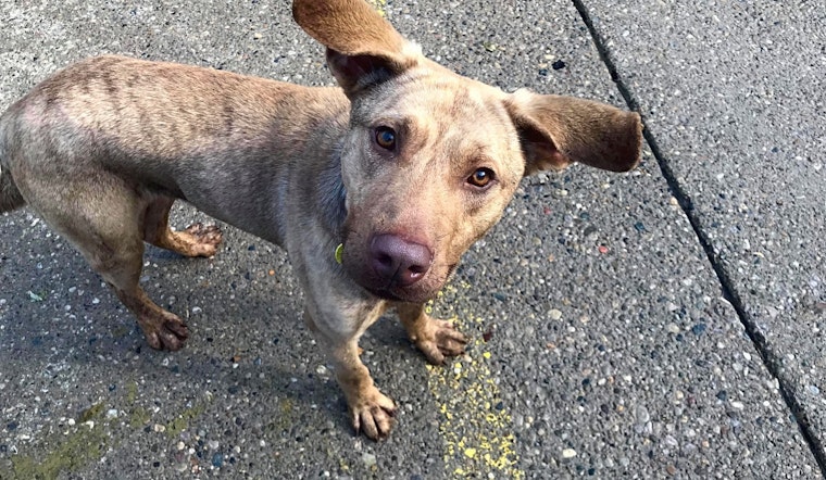 Looking to adopt a pet? Here are 3 cuddly canines to adopt now in Jersey City
