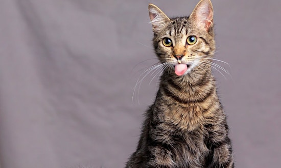 Looking to adopt a pet? Here are 7 charming cats to adopt now in Long Beach