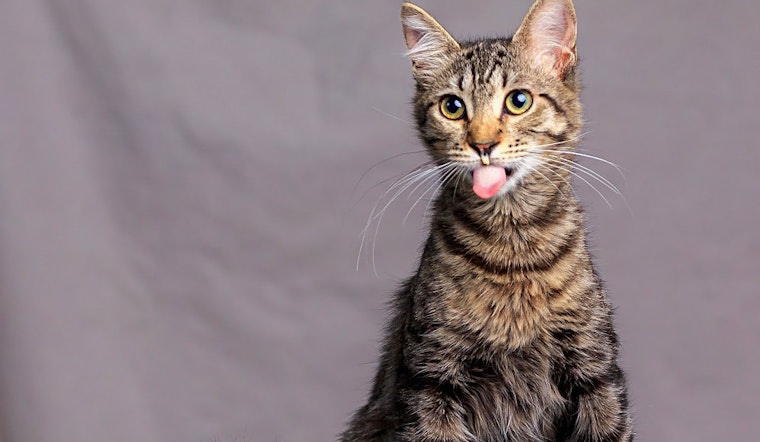 Looking to adopt a pet? Here are 7 charming cats to adopt now in Long Beach