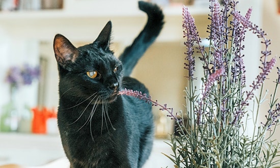Looking to adopt a pet? Here are 7 furry felines to adopt now in Minneapolis