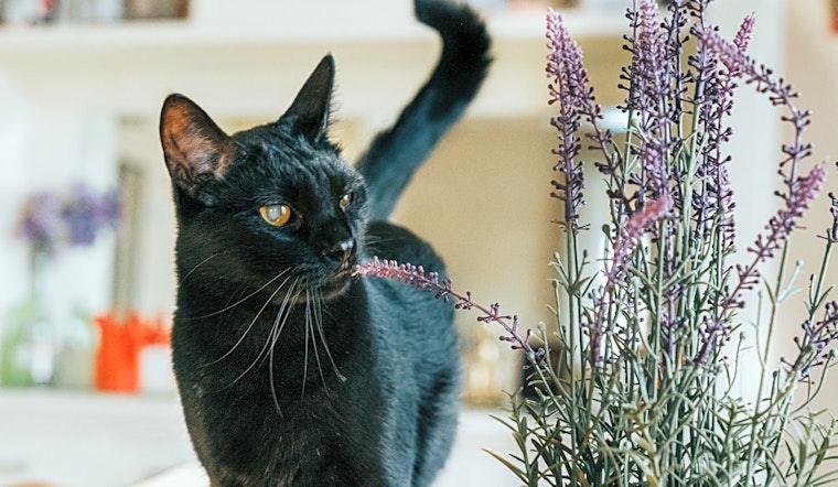 Looking to adopt a pet? Here are 7 furry felines to adopt now in Minneapolis