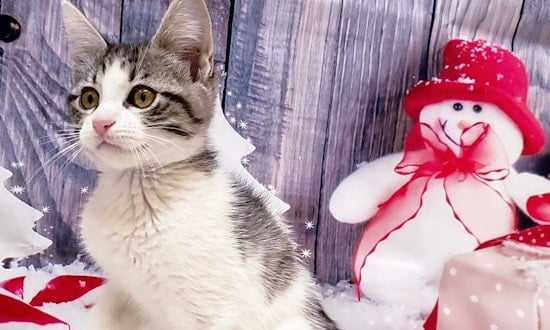 These Mesa-based kittens are up for adoption and in need of a good home