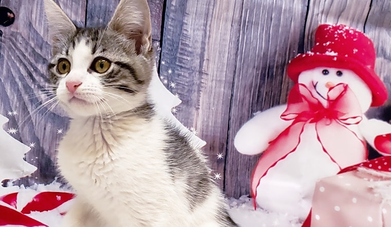 These Mesa-based kittens are up for adoption and in need of a good home