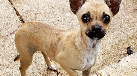 4 adorable pups to adopt now in San Antonio