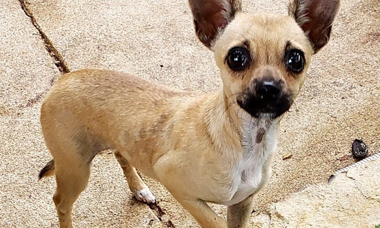 4 adorable pups to adopt now in San Antonio