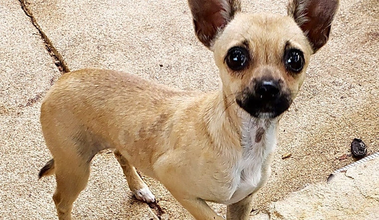 4 adorable pups to adopt now in San Antonio